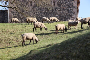 Fototapeta premium Schafherde in der Nähe von Lauterbach, Vogelsbergkreis, Hessen, Deutschland