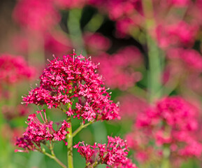 Fototapeta na wymiar Blühende Spornblume, Centranthus ruber, Nahaufnahme