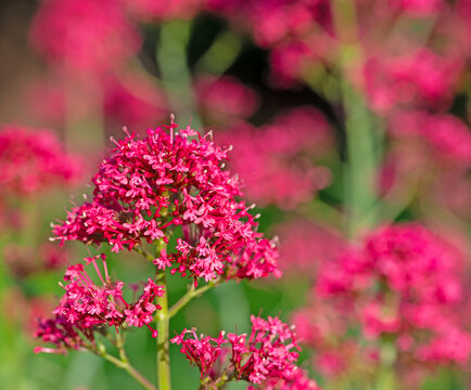 Bl&uuml;hende Spornblume, Centranthus ruber, Nahaufnahme