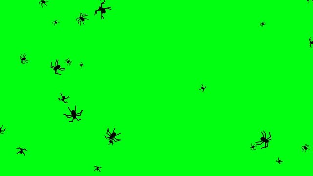 Spiders silhouette falling and scurrying with leg movement on green screen background for chroma key horror video editing.