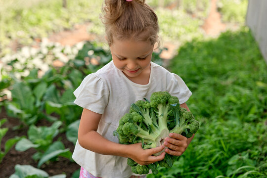 A child picks up a big broccoli head while standing in a garden filled with green plants. The sun shines and she smiles as she learns about the harvest