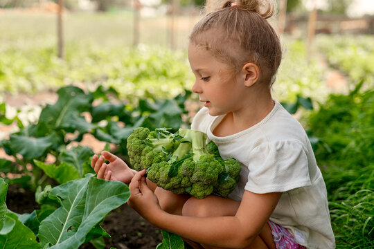 A girl is in a garden holding fresh broccoli while she inspects other plants around her. She enjoys spending time outdoors and learning about gardening