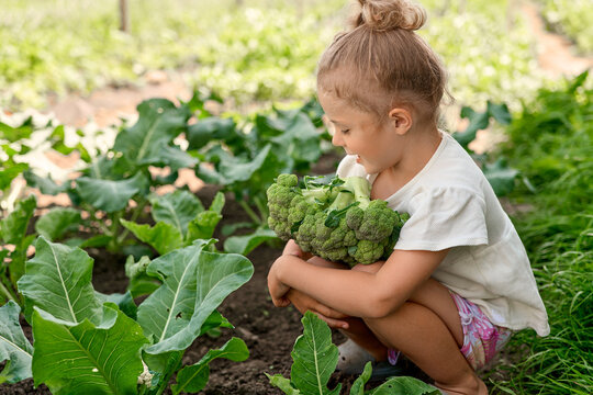 A girl sits in a vegetable garden holding fresh broccoli. She looks at the plants around her while enjoying her time outdoors in the sun