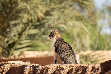 Cat sitting on a wall in Merzouga, Morocco © Angela
