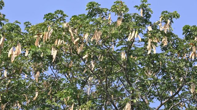 Albizia lebbeck tree with seeds pods. Its Common name is shirisha tree, siris,&nbsp;Indian siris,&nbsp;East Indian walnut,&nbsp;Broome raintree,&nbsp;lebbeck,&nbsp;lebbek tree,&nbsp;frywood, flea tree and&nbsp;woman's tongue tree.
