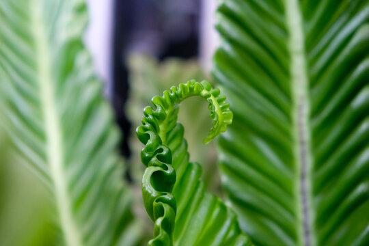 Macro close-up of Asplenium nidus or Cobra frond in a home garden