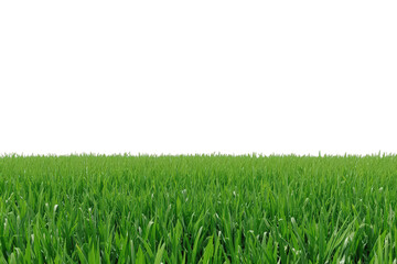 Fototapeta premium Green grass growing in a lush field with fresh foliage, creating a vibrant lawn on a transparent background