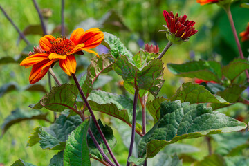 Heliopsis 'Bleeding hearts (Heliopsis helianthoides), Cultivar of false Sunflower producing magnificent semi-double red and yellow-orange ray flowers and dark foliage on upright dark purple stems  © Marc