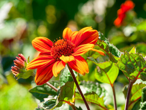 Heliopsis helianthhoides var. scabra 'Bleeding Hearts', impressive for its harmonious and striking red-orange flower yellow center cone on a robust, dark stem with purplish-green foliage
