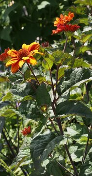 Bleeding Hearts False Sunflowers. (Heliopsis helianthoides var. scabra). Decorative red flowers with orange overtones, red eyes, yellowish tips and yellow center cone at the ends of  flexible stems