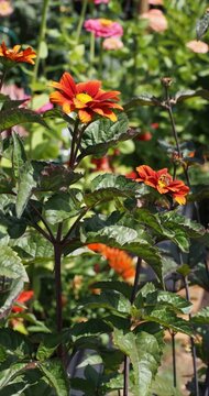 Magnificent flowering of False Sunflower &lsquo;Bleeding Hearts&rsquo; (Heliopsis helianthoides var. scabra) adorned withe red and orange ray florets atop upright deep stems with green leaves tinged with purple