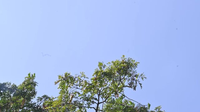 Albizia lebbeck tree with seeds pods. Its Common name is shirisha tree, siris,&nbsp;Indian siris,&nbsp;East Indian walnut,&nbsp;Broome raintree,&nbsp;lebbeck,&nbsp;lebbek tree,&nbsp;frywood, flea tree and&nbsp;woman's tongue tree.
