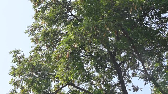 Albizia lebbeck tree with seeds pods. Its Common name is shirisha tree, siris,&nbsp;Indian siris,&nbsp;East Indian walnut,&nbsp;Broome raintree,&nbsp;lebbeck,&nbsp;lebbek tree,&nbsp;frywood, flea tree and&nbsp;woman's tongue tree.
