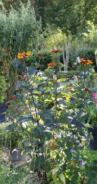(Heliopsis helianthoides var. scabra) Stunning Bleeding Hearts False Sunflowers in bloom creating yellow to red gradients eye-catching against the plant's dark foliage in a garden
