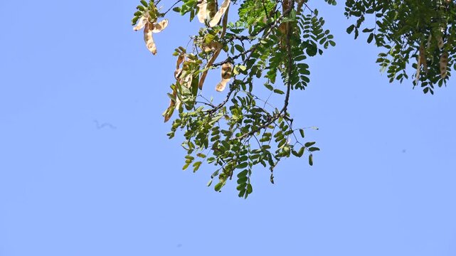 Albizia lebbeck tree with seeds pods. Its Common name is shirisha tree, siris,&nbsp;Indian siris,&nbsp;East Indian walnut,&nbsp;Broome raintree,&nbsp;lebbeck,&nbsp;lebbek tree,&nbsp;frywood, flea tree and&nbsp;woman's tongue tree.
