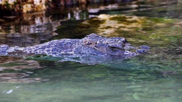American Crocodile Resting with Head Above Clear Tropical Water in Mexico