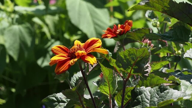 Heliopsis helianthoides var. scabra ' Bleeding Hearts'. False Sunflowers with semi-double ray-florets  yellow-orange, central cone brown-yellowish atop stems with green and purple serrated leaves
