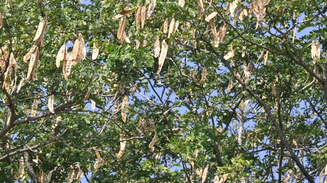 Albizia lebbeck tree with seeds pods. Its Common name is shirisha tree, siris,&nbsp;Indian siris,&nbsp;East Indian walnut,&nbsp;Broome raintree,&nbsp;lebbeck,&nbsp;lebbek tree,&nbsp;frywood, flea tree and&nbsp;woman's tongue tree.
