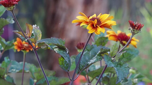 Heliopsis helianthoides scabra ' Bleeding Hearts'. False Sunflowers, semi-double flowers atop sturdy purple stems adorned with a radiant flowering in bright red-orange  with a darker yellow centre