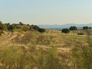 Obraz premium Sunny afternoon landscape showing a field with harvest ready crops and distant hills under a clear sky