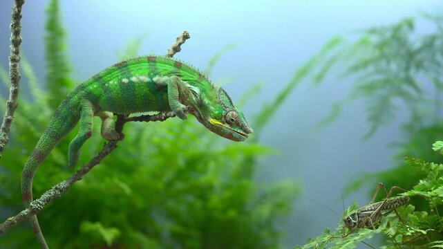 Super slow motion: vibrant green, young Panther Chameleon (Furcifer pardalis) launching its tongue at big dark gray long-winged wart-biter bush-cricket, grasshopper (Decticidae).