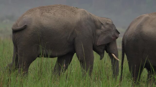 Solo tusker in a grassland