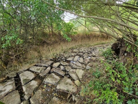 Lit de ruisseau ass&eacute;ch&eacute; avec berges &eacute;rod&eacute;es et racines &agrave; nu en &eacute;t&eacute;