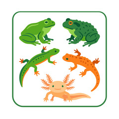 Fototapeta premium Colorful Amphibian Illustrations Group.