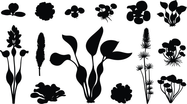 Black Aquatic and Wild Plant Silhouette Collection with Seaweed Algae and Botanical Elements