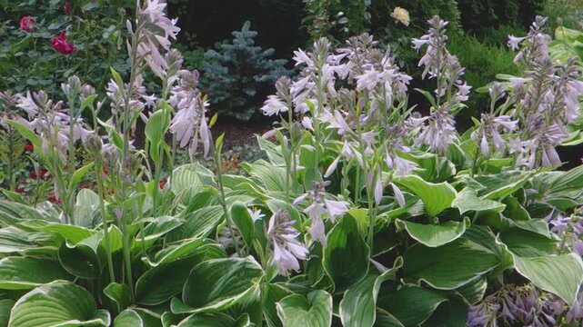 Close-up of lush green hosts and bright flowers in a landscaped garden, nature, landscape design.