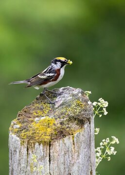 Chestnut-sided Warbler Setophaga pensylvanica perched on a fence post food in beak