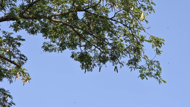 Albizia lebbeck tree with seeds pods. Its Common name is shirisha tree, siris,&nbsp;Indian siris,&nbsp;East Indian walnut,&nbsp;Broome raintree,&nbsp;lebbeck,&nbsp;lebbek tree,&nbsp;frywood, flea tree and&nbsp;woman's tongue tree.
