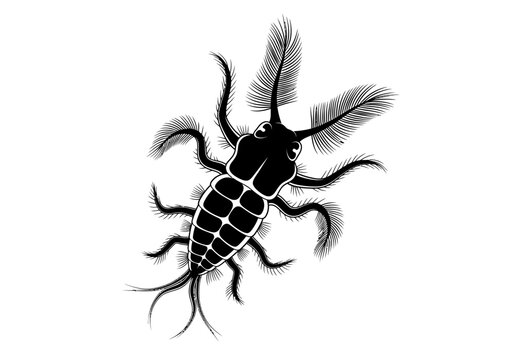 Detailed drawing of a silverfish insect.