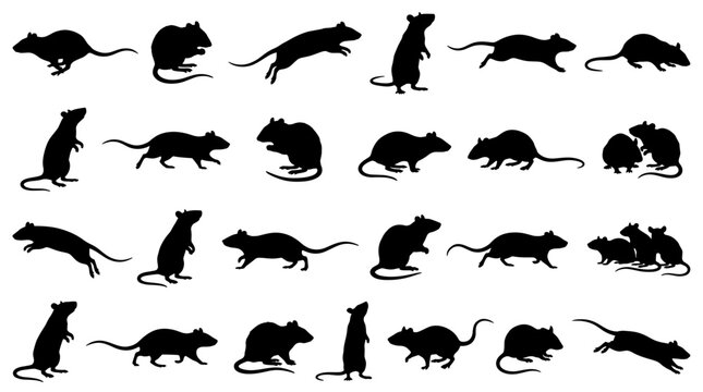 Silhouette Collection of Rats and Mice in Various Poses