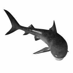 Fototapeta premium Realistic tiger shark viewed from angled perspective isolated on white background. High-quality 3D vector illustration.