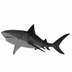 Fototapeta premium Realistic tiger shark swimming isolated on white background. High-quality 3D vector illustration.
