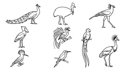Exotic bird line art collection, set of 9 tropical bird vector illustrations, minimalist wildlife sketches for coloring books and nature branding © Saad