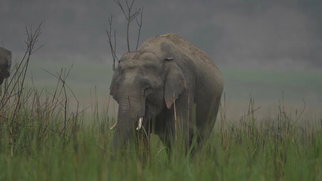 Close up of a Tusker Grazing in grassland