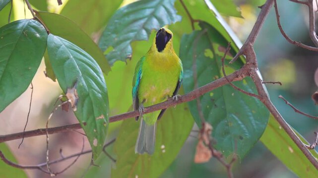 Golden-fronted leafbird (Chloropsis aurifrons) bird perched on a tree branch with natural background in tropical rainforest.