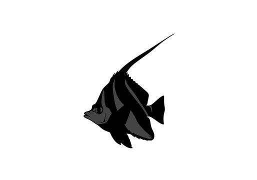 Black Fish Swimming in Water Column.