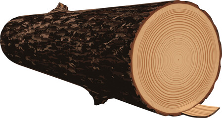 Isolated tree log vector illustration, textured brown bark, detailed wood rings cross section, lumber industry timber trunk on white background design element © Sajib