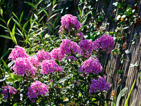 (Phlox paniculata 'Eva Cullum') Large clusters of bright pink flowers of Garden phlox blooming in corymbs above dark green foliage borne on stiff upright slender stems
