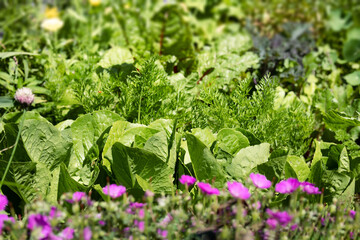 Obraz premium Lush summer vegetable garden. Focus on salad leaves with defocused carrot greens, swiss chard, kale and flower. Low angle view of community garden plot. Ready to be harvested. Selective focus.