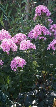 (Phlox paniculata 'Eva Cullum') - Clusters of Panicled Phlox adorned with bicolor, rose with carmine eyes flowers cup-shaped grouped in dense corymbs swaying gracefully on upright stems
