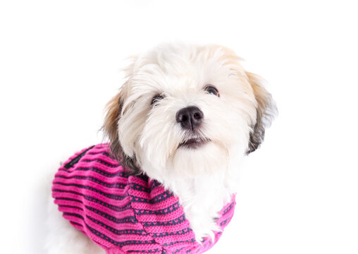 Small dog with pink sweater or jacket. High angle view. Cute white bichon type puppy dog. Dog with wearing clothes. Curious body language. 4 months old female Havanese puppy dog. Selective focus.