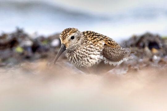 Dunlin (Calidris alpina)