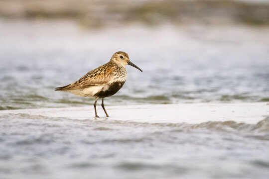 Dunlin (Calidris alpina)