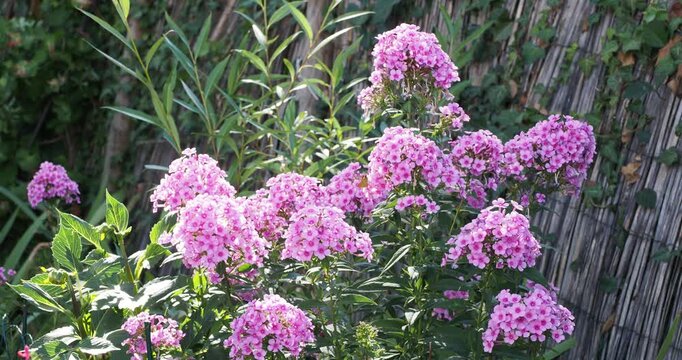 Phlox paniculata 'Eva Cullum'.  Panicled phlox or garden phlox. Decorative bright pink flowers with tiny carmine eyes floating on upright stems bearing opposite and lanceolate medium-green leaves
