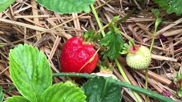 A garden strawberry bush during the fruiting period, a ripe, bright red berry with a characteristic conical shape and noticeable sunken seeds