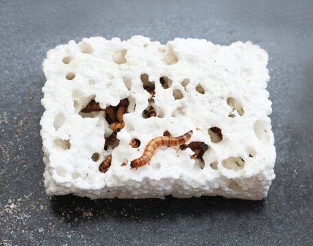 Zophobas morio or Tenebrio atratus larvae  known by the common name superworm, kingworm or barley worm. Superworm larvae are interesting to consume expanded polystyrene foam.